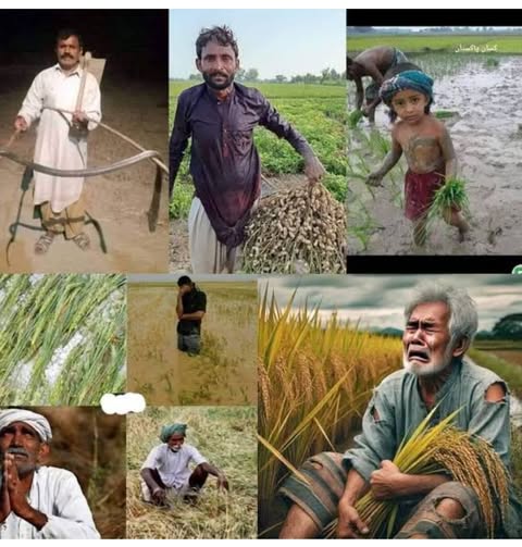 A collage showing Pakistani farmers in various stages of rice cultivation, including harvesting, planting, and sitting in fields, with visible expressions of hardship and exhaustion.