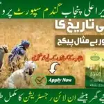 “Farmers in Punjab checking application status of Wheat Support Program 2025 through CNIC on official website wsp2025.punjab.gov.pk for subsidy updates.”